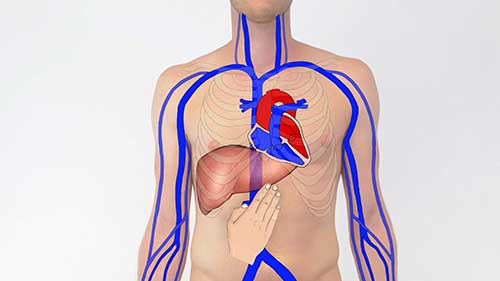 临床检查：肝颈静脉回流