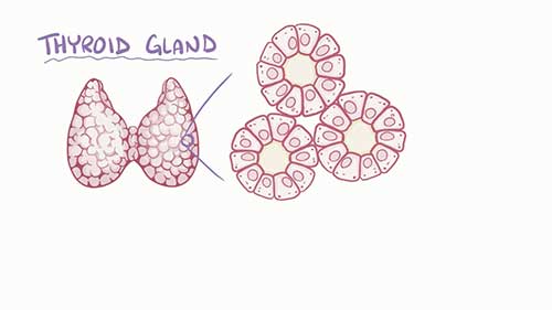 毒性多结节性甲状腺肿