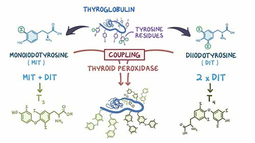 甲状腺功能减退的治疗药物