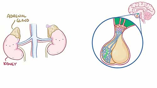 什么是库兴氏综合征