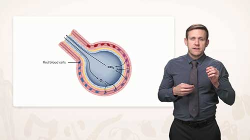 血液系统解剖学