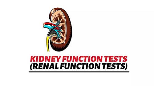 什么是肾功能检查