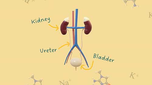 解读化验单中的尿素和电解质