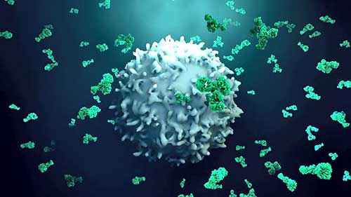 抗核抗体阳性的临床意义