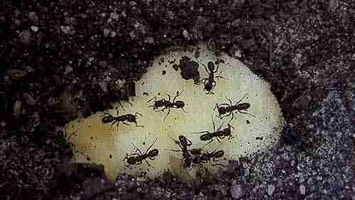 以蚂蚁为宠物 2