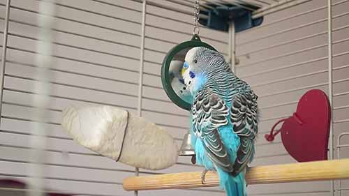 如何饲养虎皮鹦鹉 1