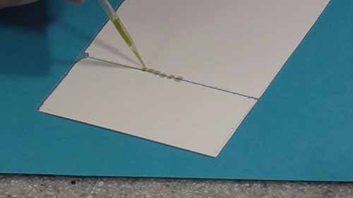 层析法分离植物叶片中色素