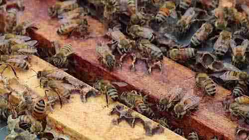 单巢室饲养蜂群