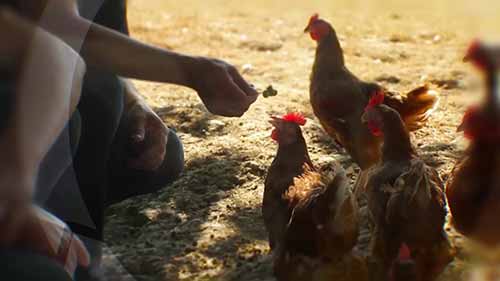 微量矿物质对动物营养的重要性