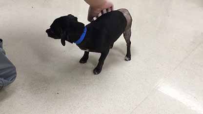 动物医院：宠物的避难所