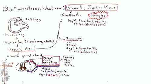 带状疱疹和水痘
