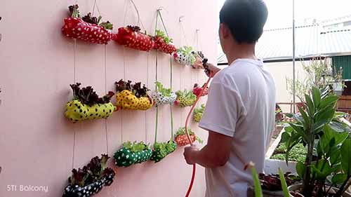 立体农业：塑料瓶种植法