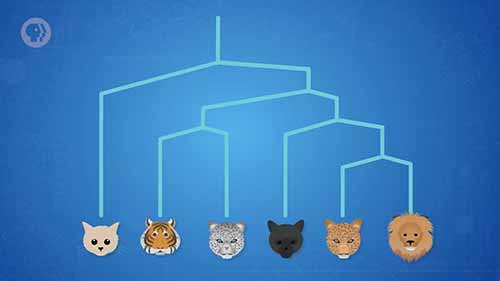 工程学速成课 38基因工程