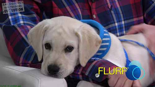 如何训练小狗不乱咬东西