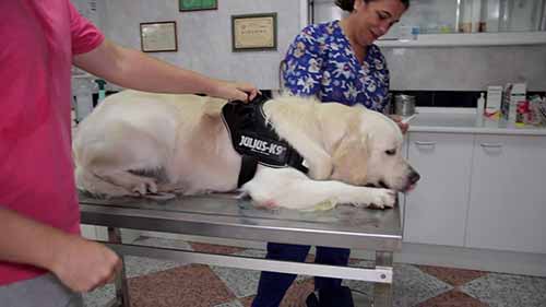 狗狗如何看兽医