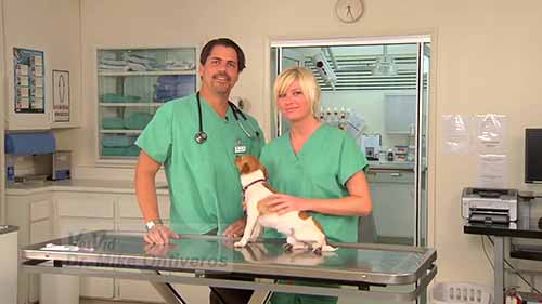 如何给狗狗刷牙