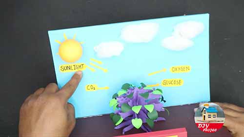 光合作用的模型