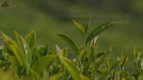 11种革新的园艺方法