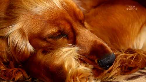 适合公寓饲养的狗狗品种