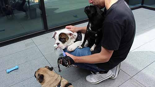 在公寓饲养小狗的建议