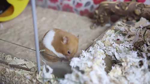 饲养仓鼠的常见错误