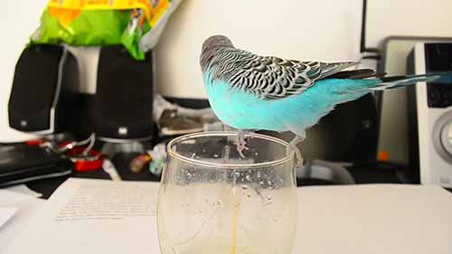 如何饲养虎皮鹦鹉 2