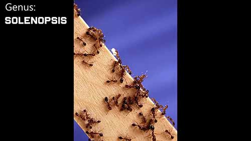 如何饲养火蚁当宠物