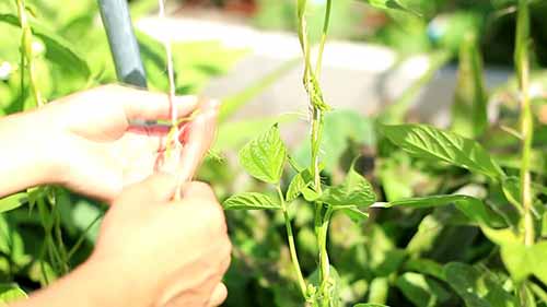 如何在后院种植作物与蔬菜