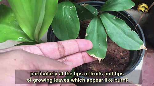 园艺技巧以及有机钙的来源