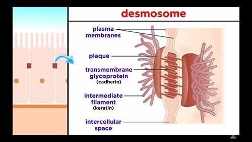 解剖学和生理学：上皮组织