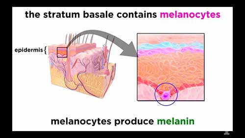 解剖学和生理学：皮肤系统
