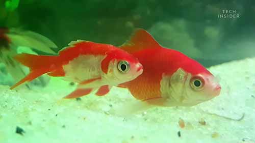 如何能让金鱼存活更久