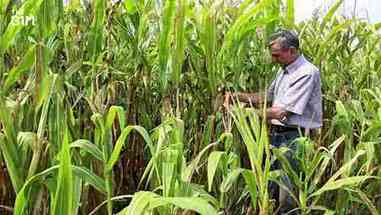 垂直农业的发展