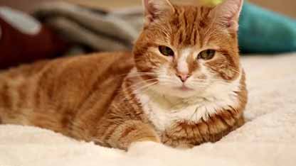 如何让猫狗和谐相处