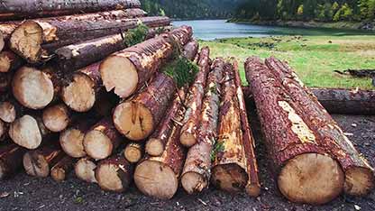 如何使用木头造纸