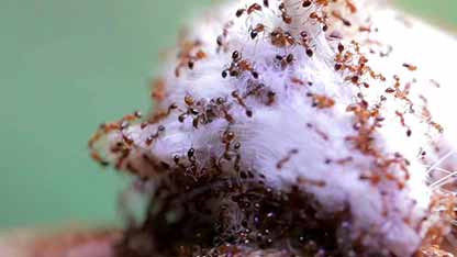 以蚂蚁为宠物 1