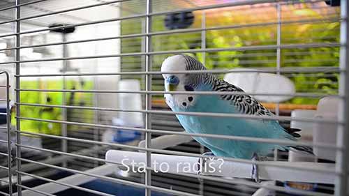 受欢迎的鹦鹉品种