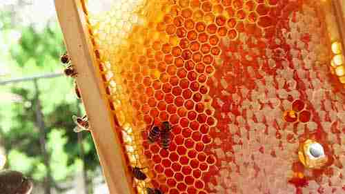如何收集蜂蜜