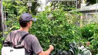 省事的园艺方法