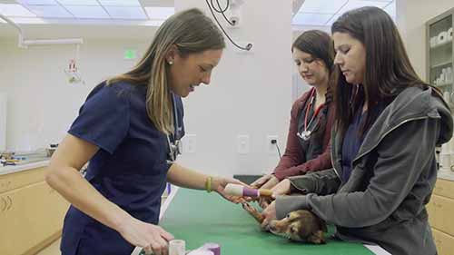 兽医的工作是怎样的