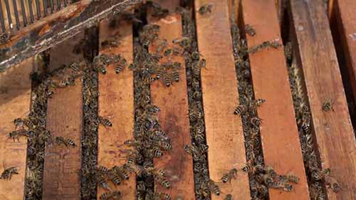 如何在后院饲养蜜蜂