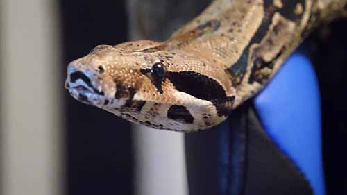 如何饲养大型蛇类