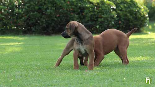 如何在家中饲养小狗