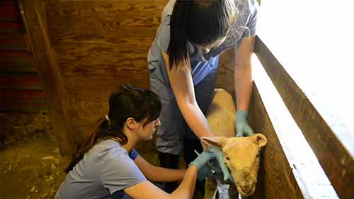 世界上最顶级的6所兽医学校