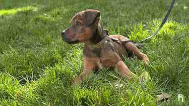 初次带小狗看兽医