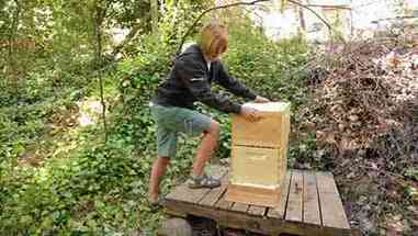 养蜂新手如何设置蜂巢