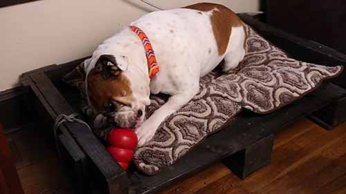 如何解决狗狗的行为问题