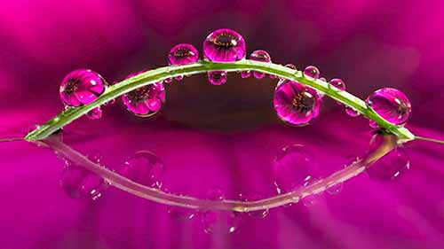 如何在家捕捉微距照片