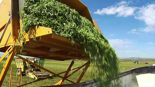 无土栽培的新农场