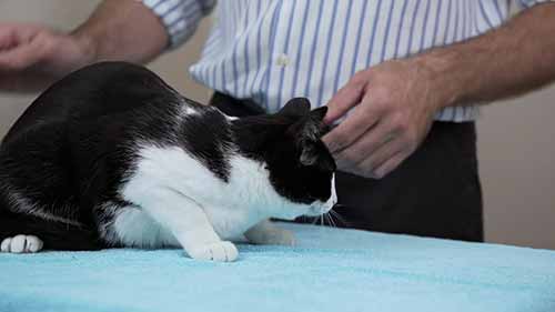 专业兽医如何为小猫治病